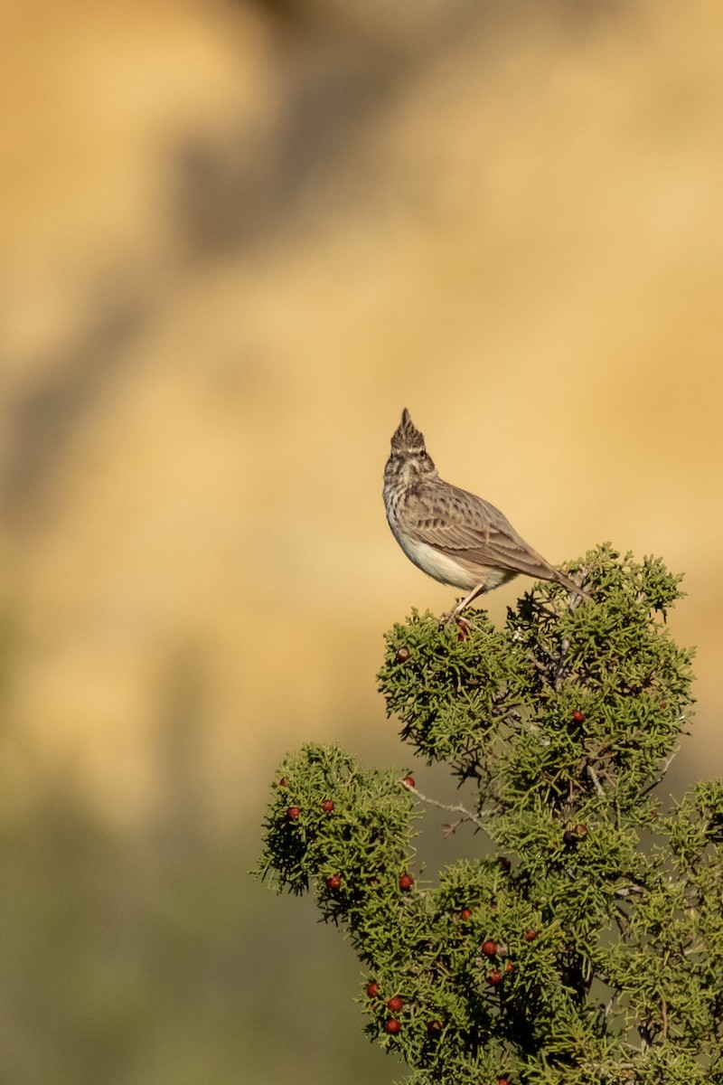 Thekla's/Crested Lark - ML636279872