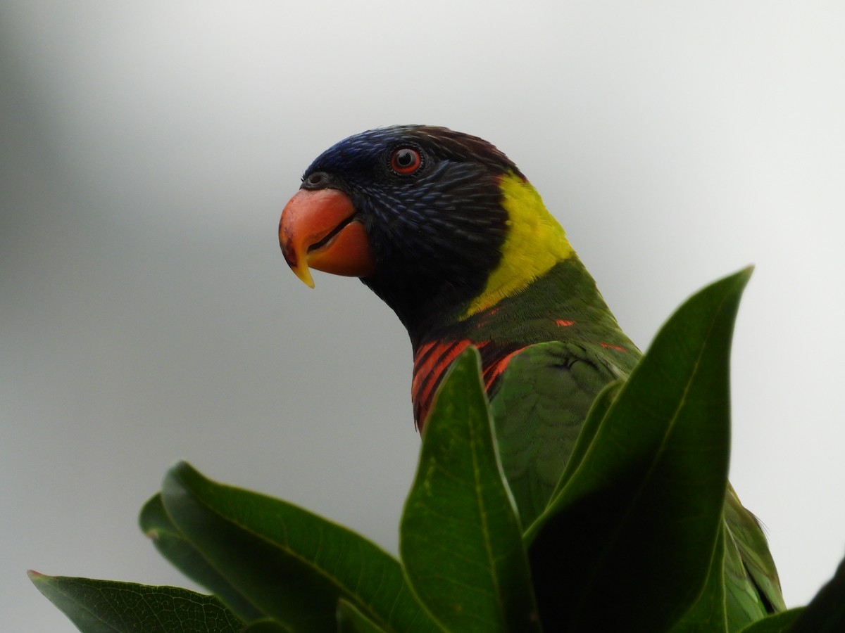 Lori de Cocotero - ML636279899