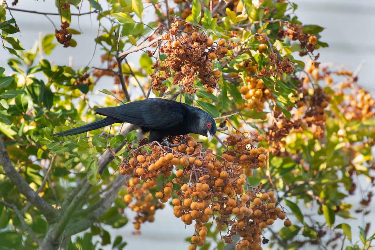 Pacific Koel (Australian) - ML636279992