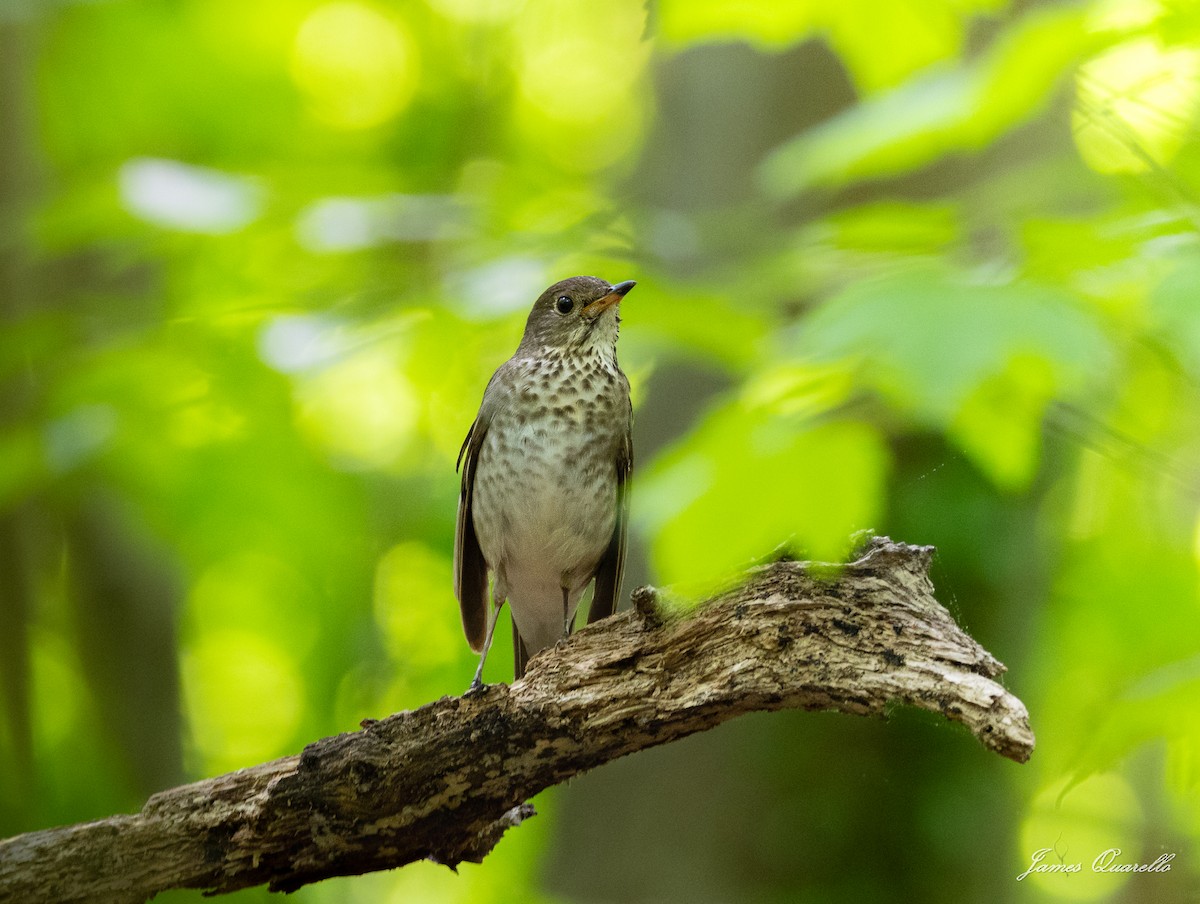 Gray-cheeked Thrush - ML636280028
