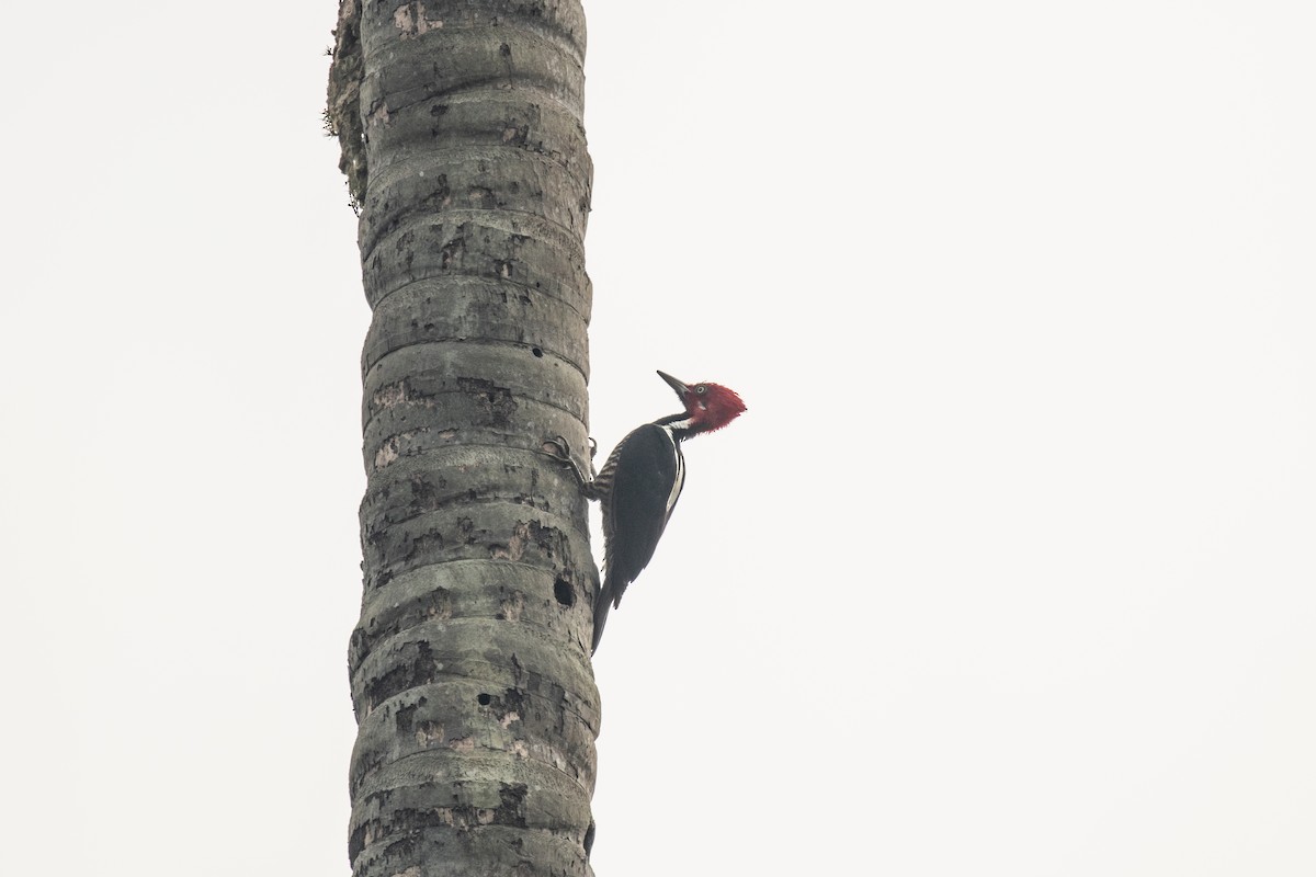 Guayaquil Woodpecker - ML636280032