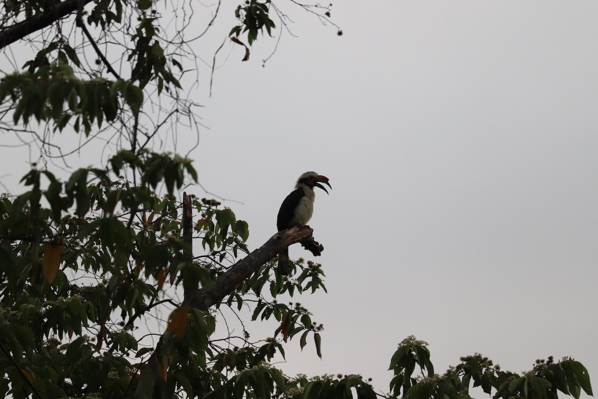 Luzon Hornbill - ML636280042