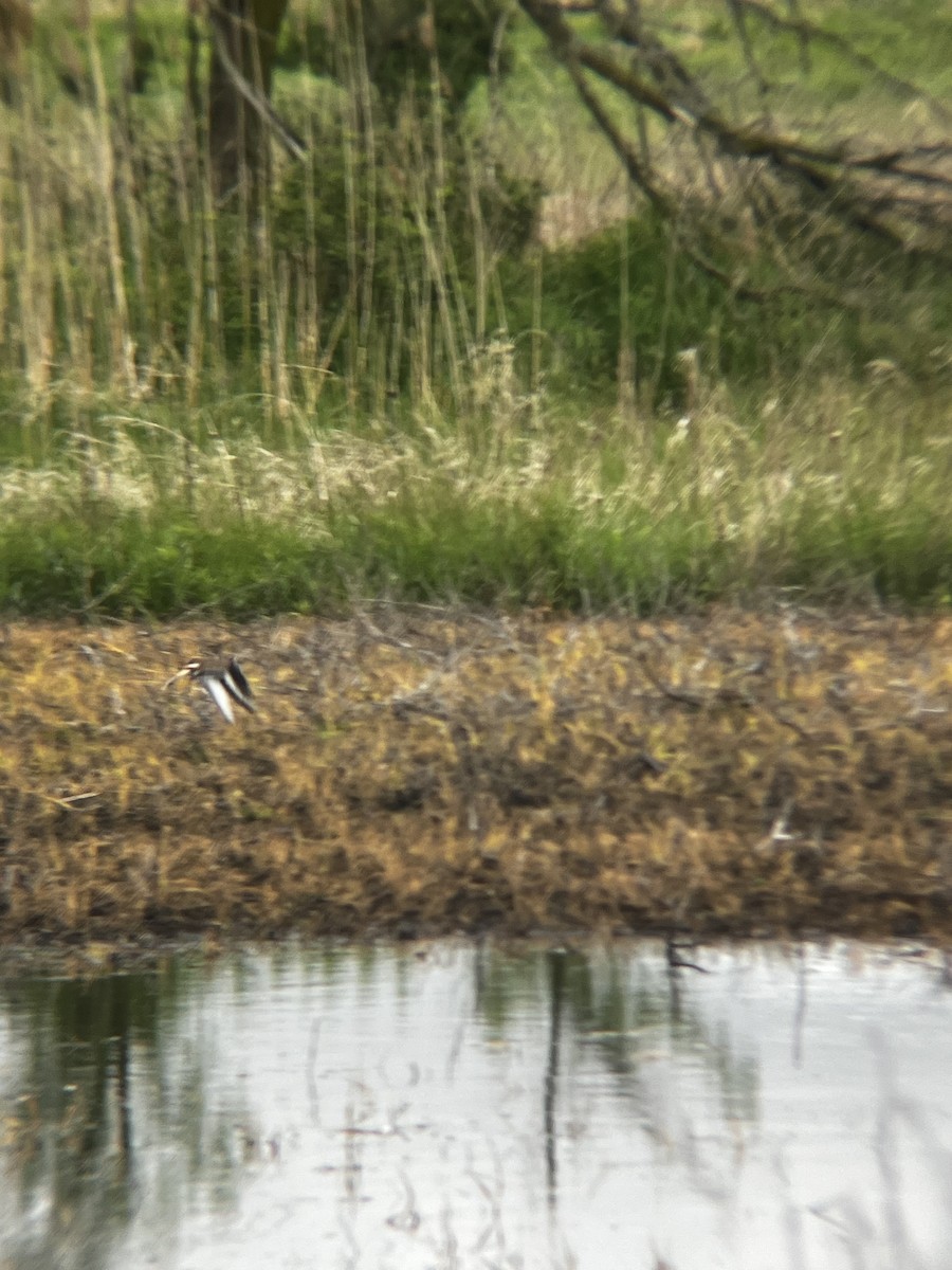 Killdeer - ML636280167