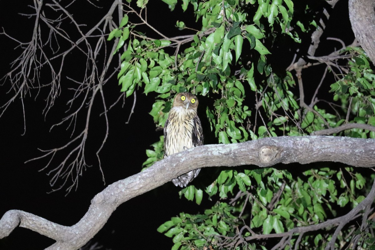 Philippine Eagle-Owl - ML636280201