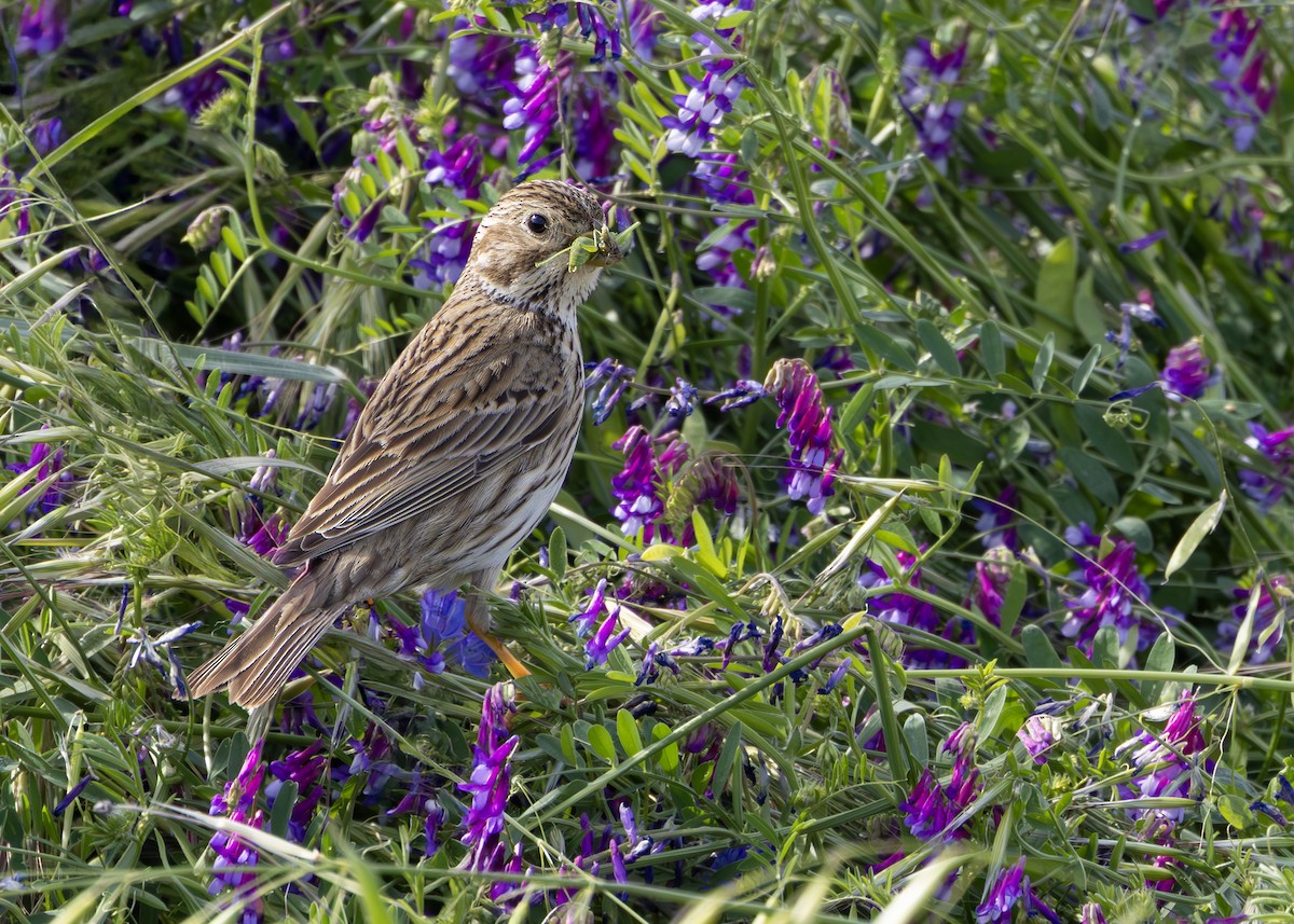 Corn Bunting - Nathaniel Dargue