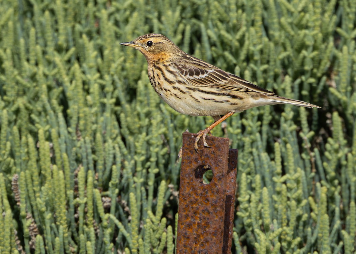 Red-throated Pipit - Nathaniel Dargue