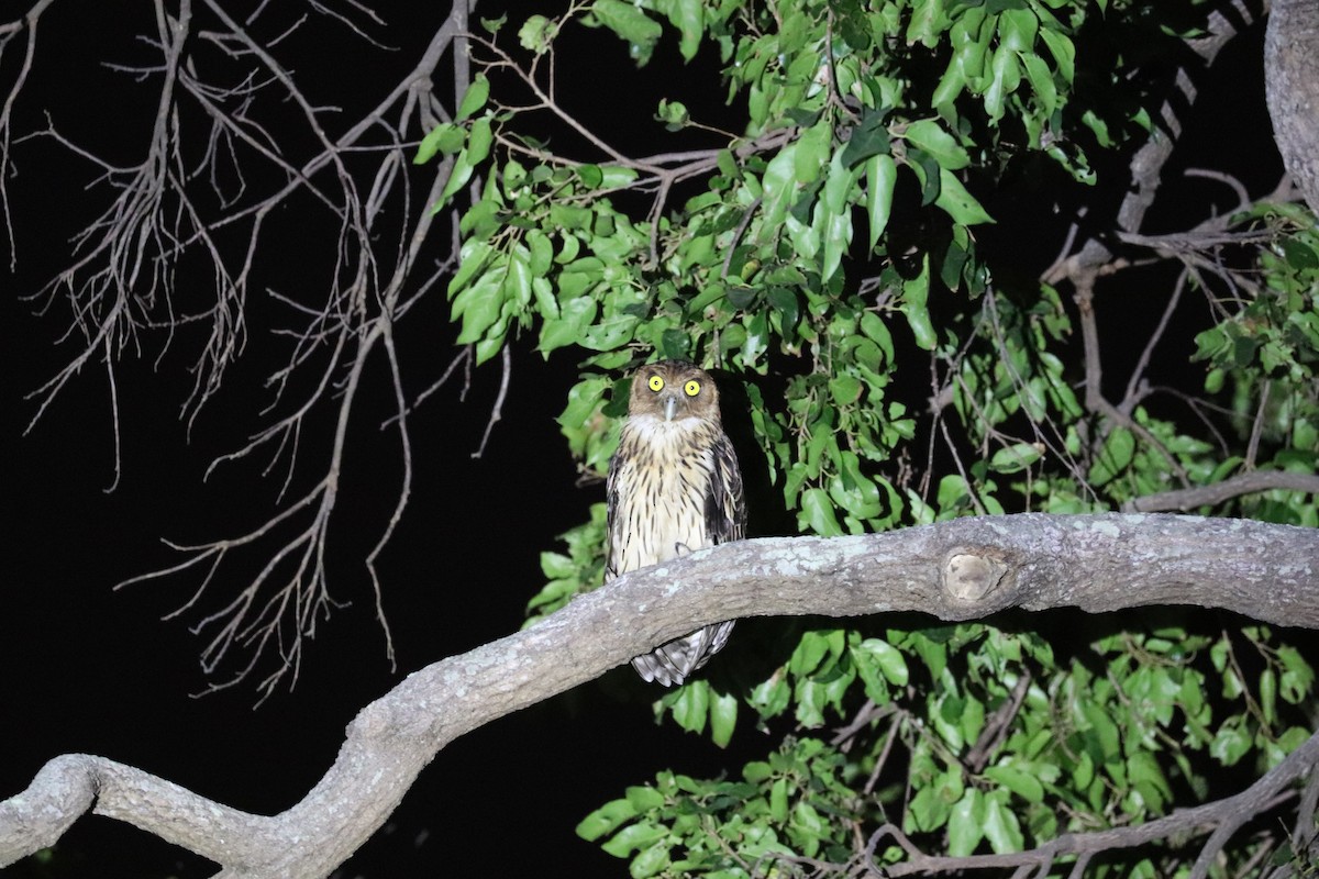 Philippine Eagle-Owl - ML636280256