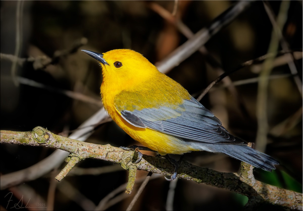 Prothonotary Warbler - ML636280263
