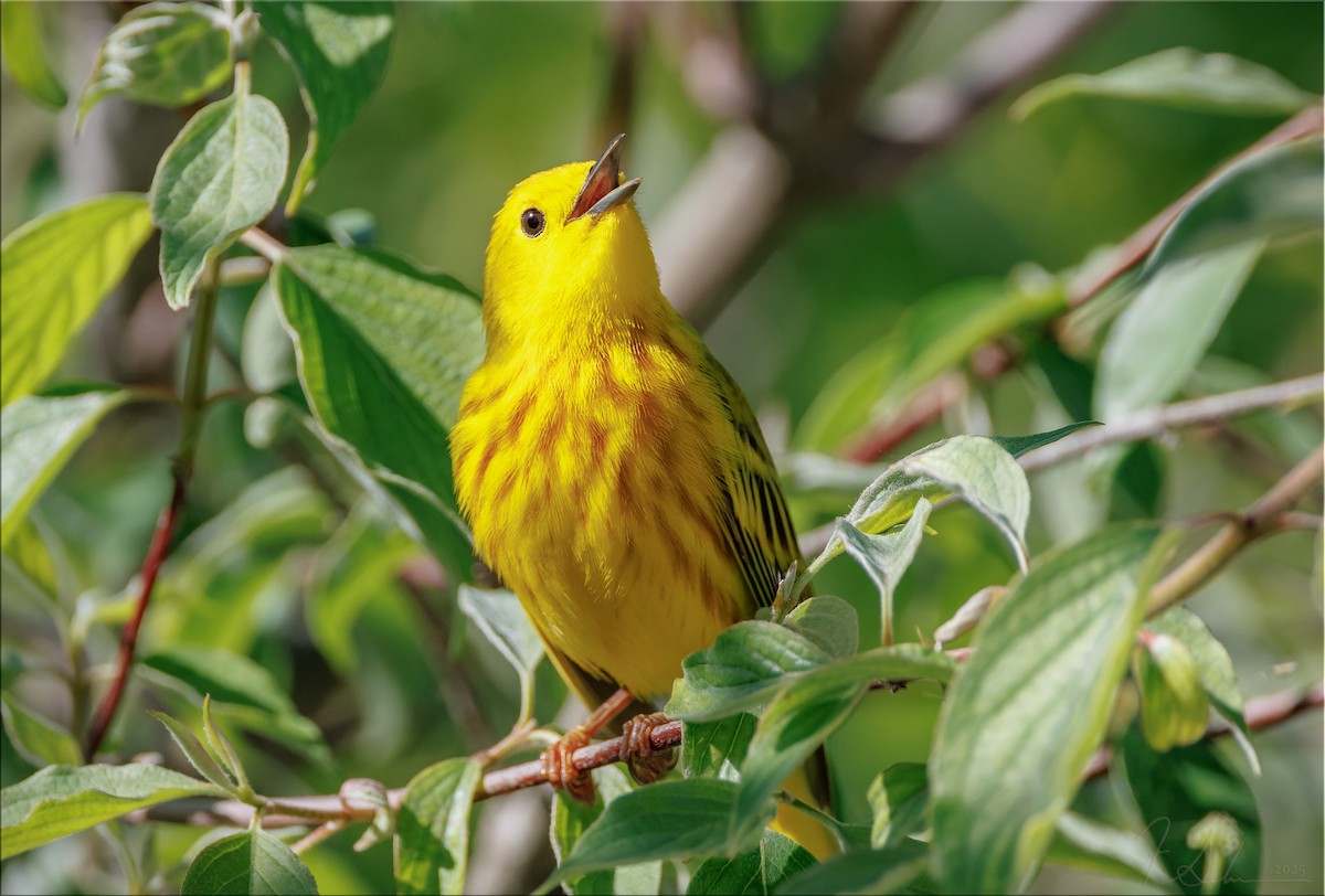 Yellow Warbler - ML636280280