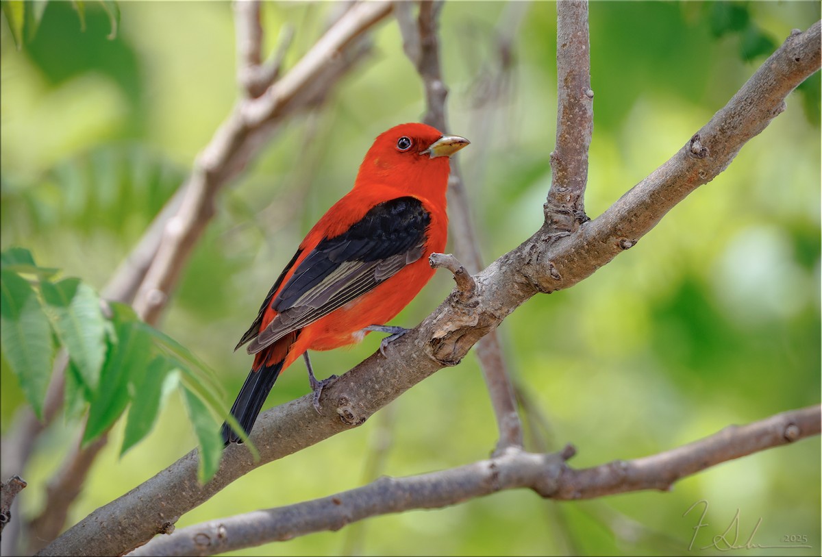 Scarlet Tanager - ML636280303