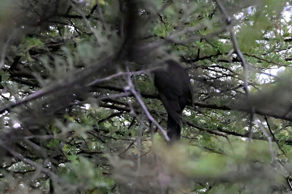 Black Cuckoo - ML636280312