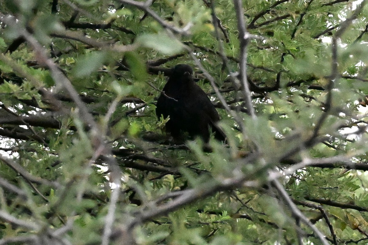 Black Cuckoo - ML636280313