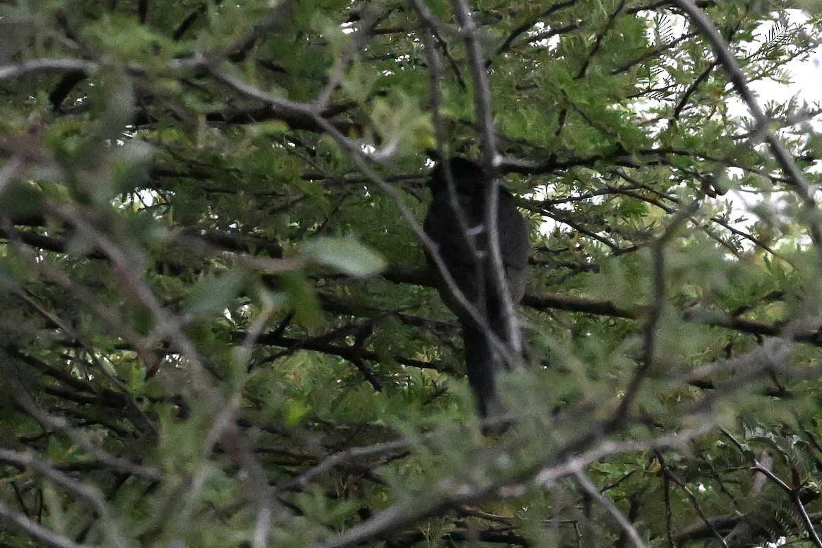 Black Cuckoo - ML636280314