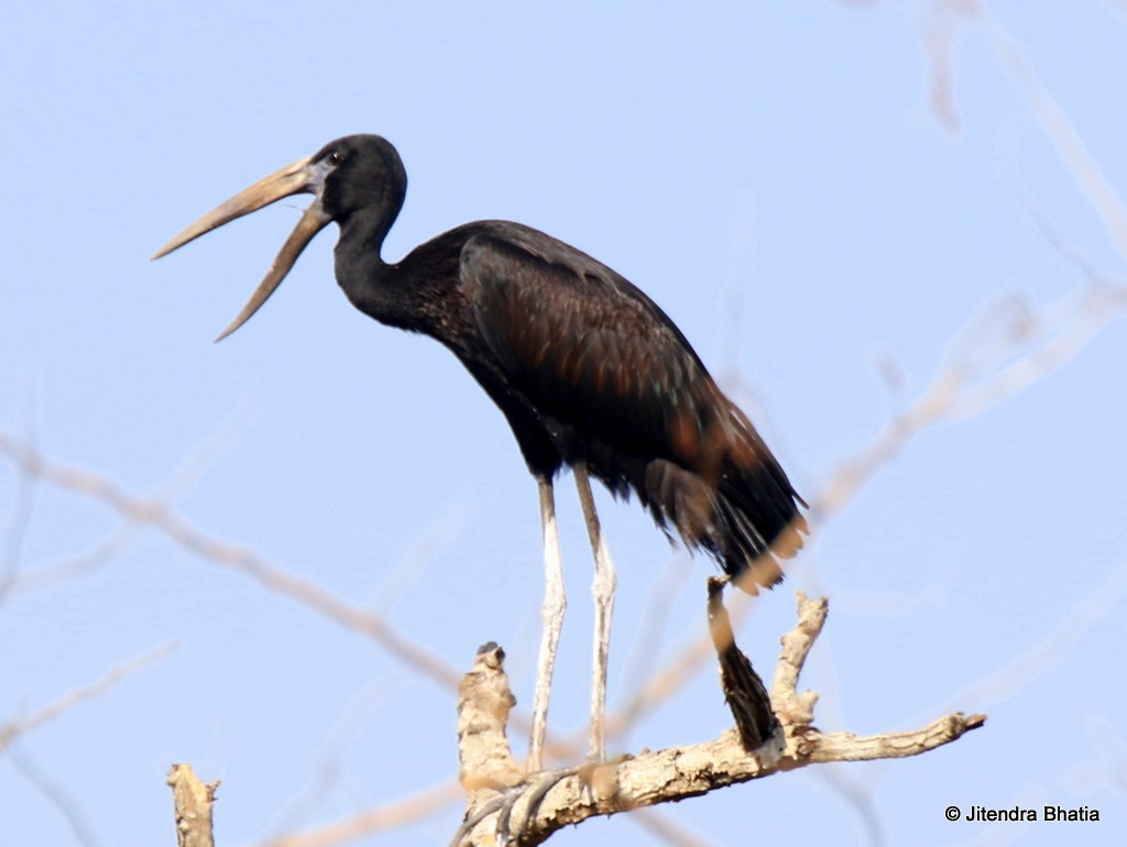 African Openbill - ML636280359