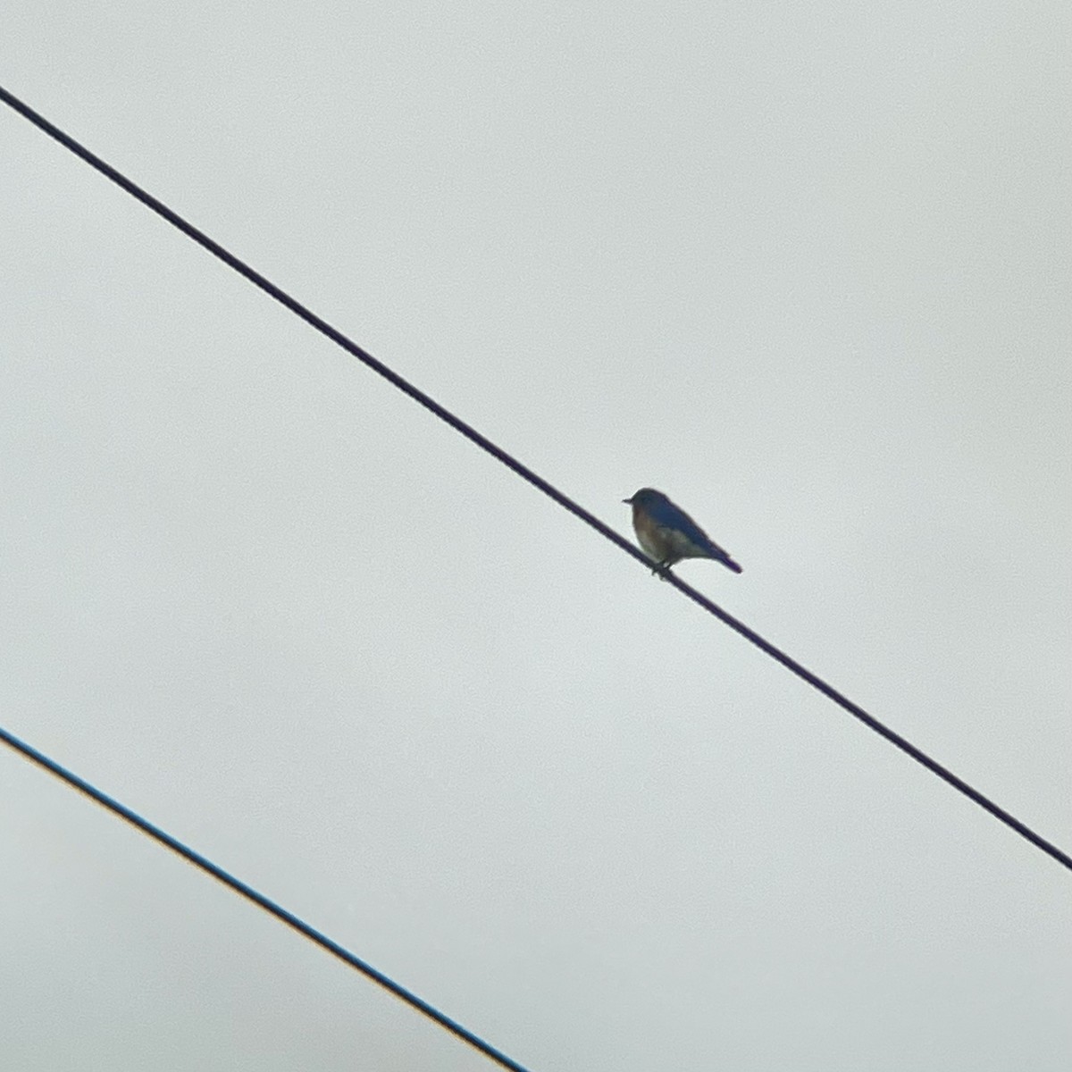 Eastern Bluebird - ML636280363