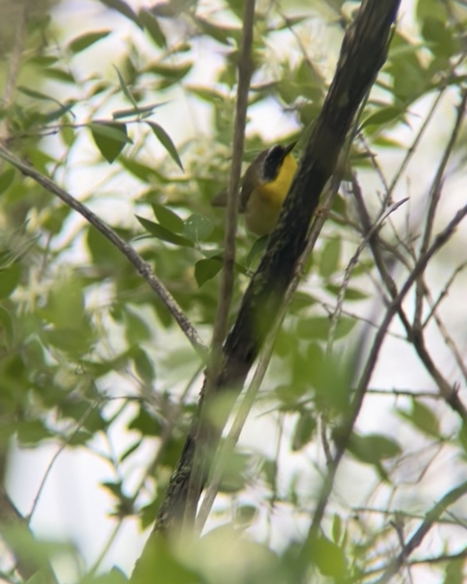 Common Yellowthroat - ML636280420