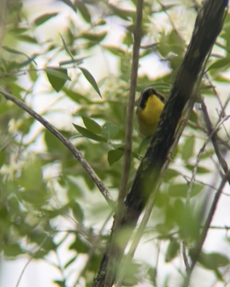 Common Yellowthroat - ML636280421
