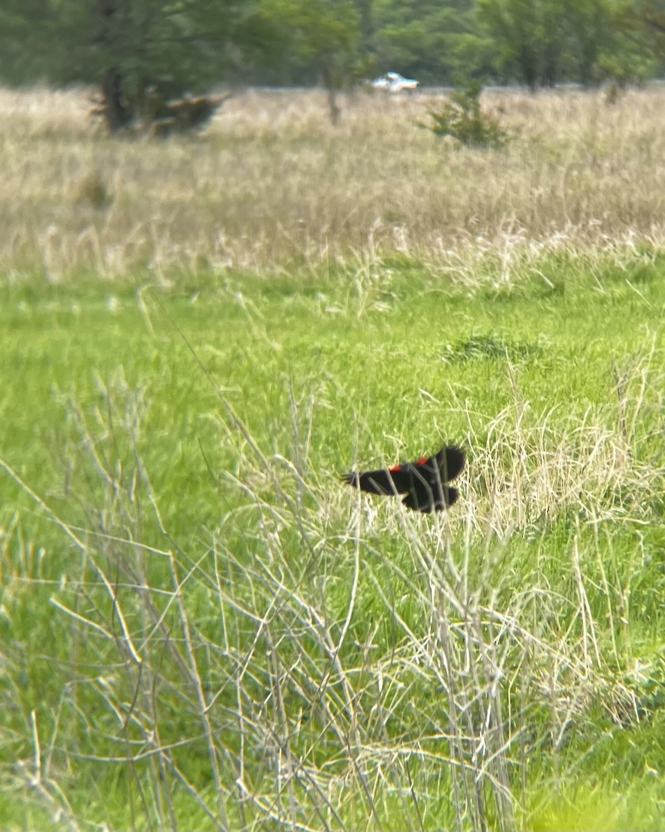 Red-winged Blackbird - ML636280430