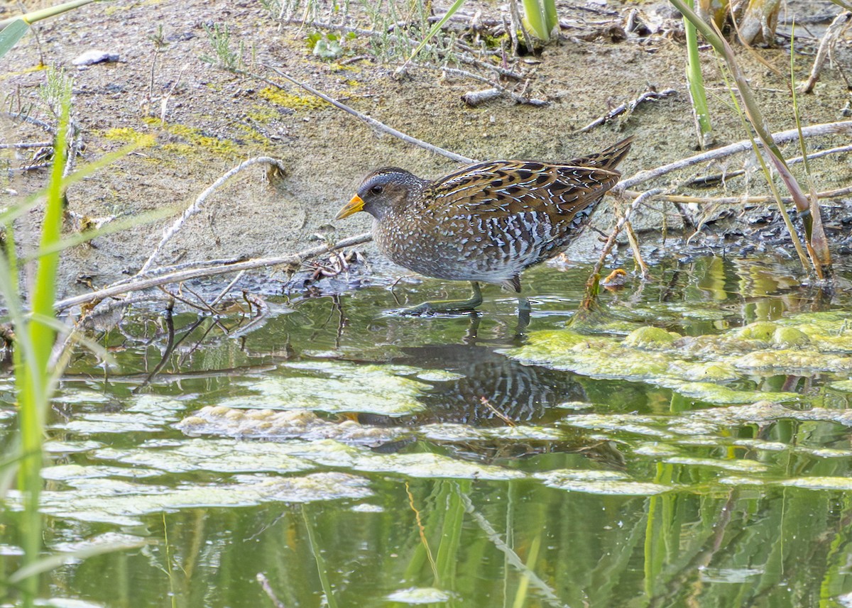 Spotted Crake - Nathaniel Dargue