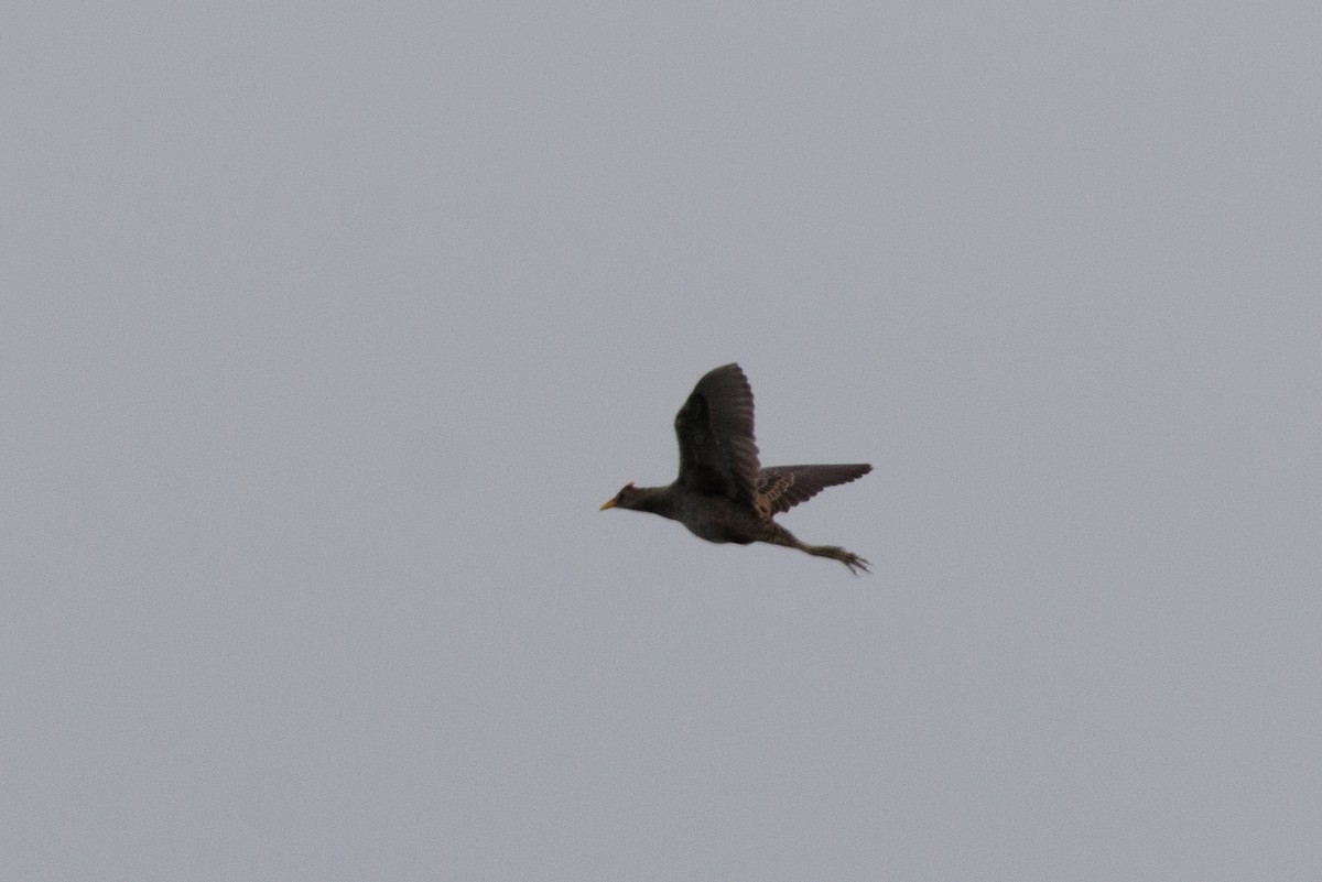 Watercock - ML636280480