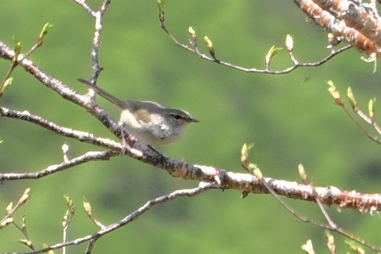 Japanese Bush Warbler - ML636280508