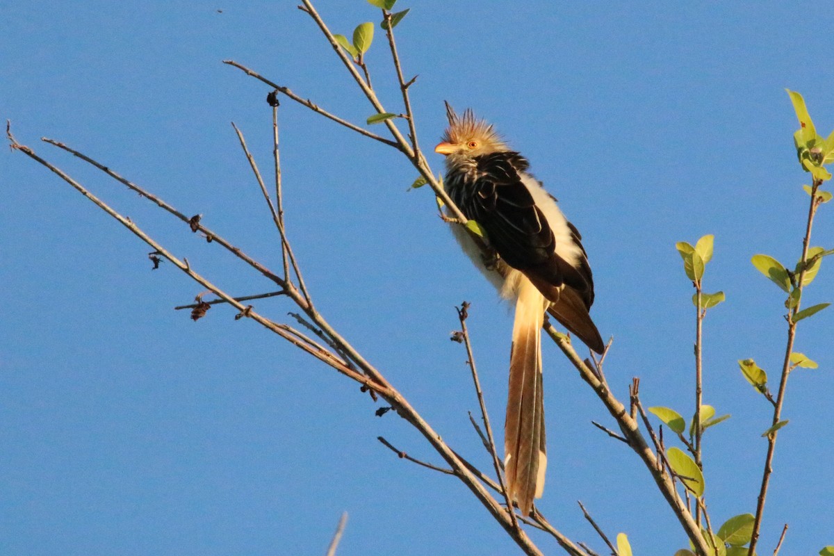 Guira Cuckoo - Gustino Lanese