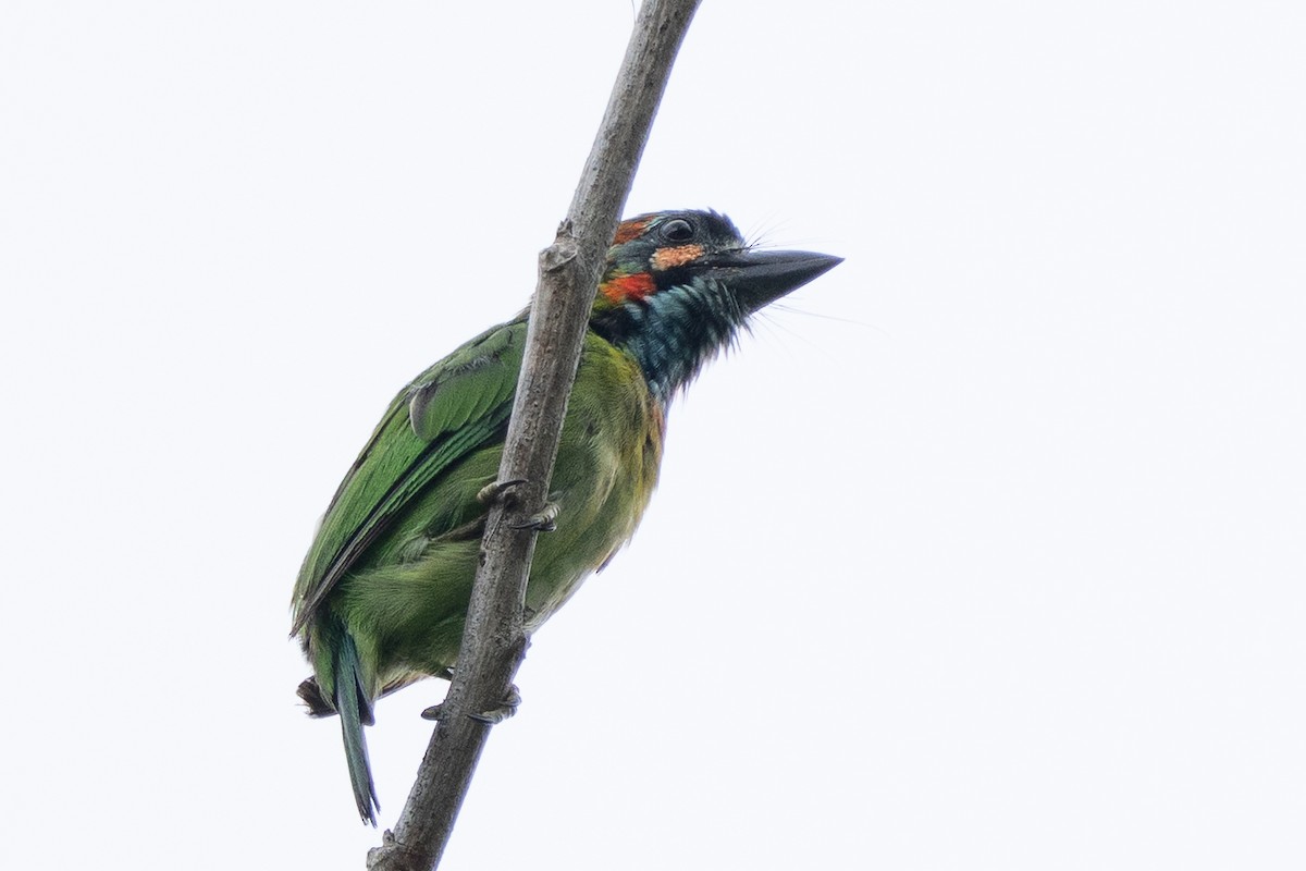 Blue-eared Barbet - ML636280518