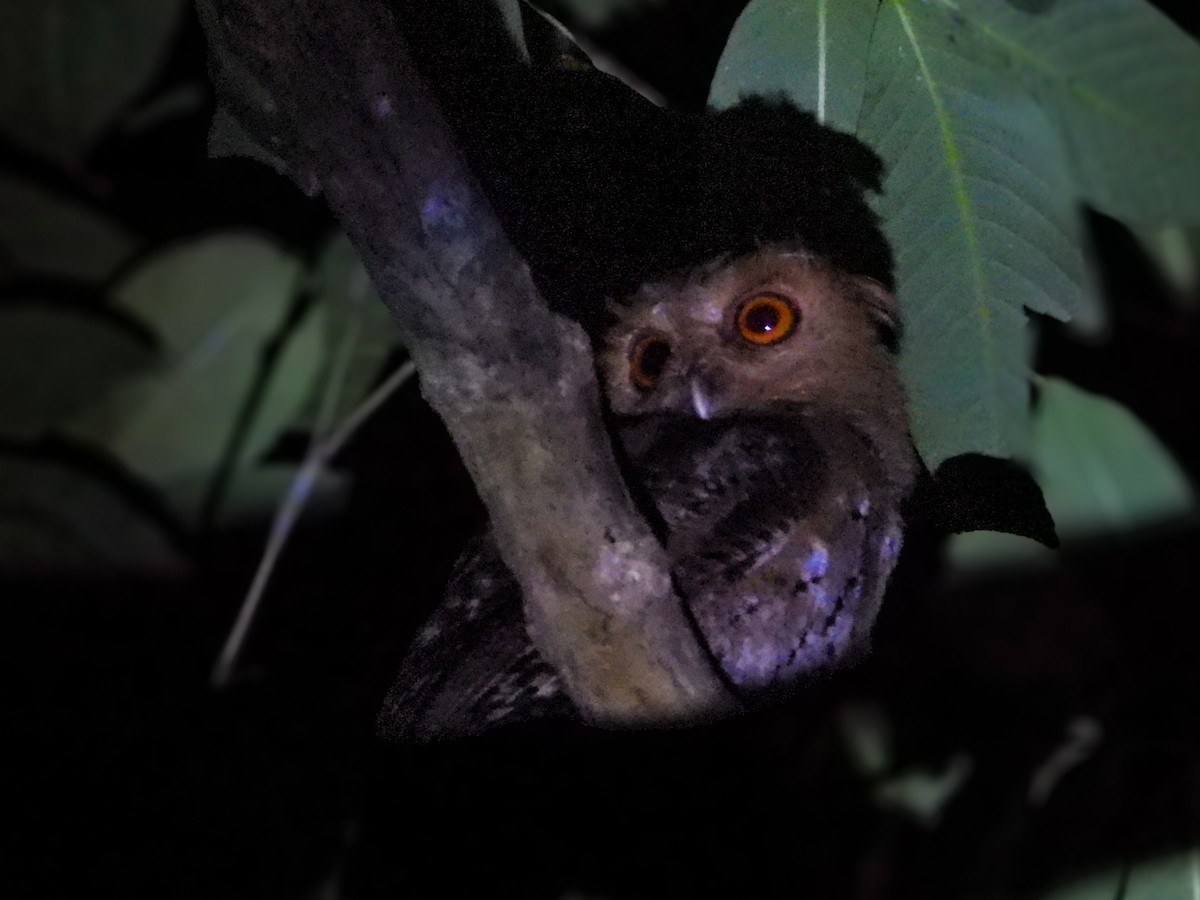 Luzon Scops-Owl - ML636280562