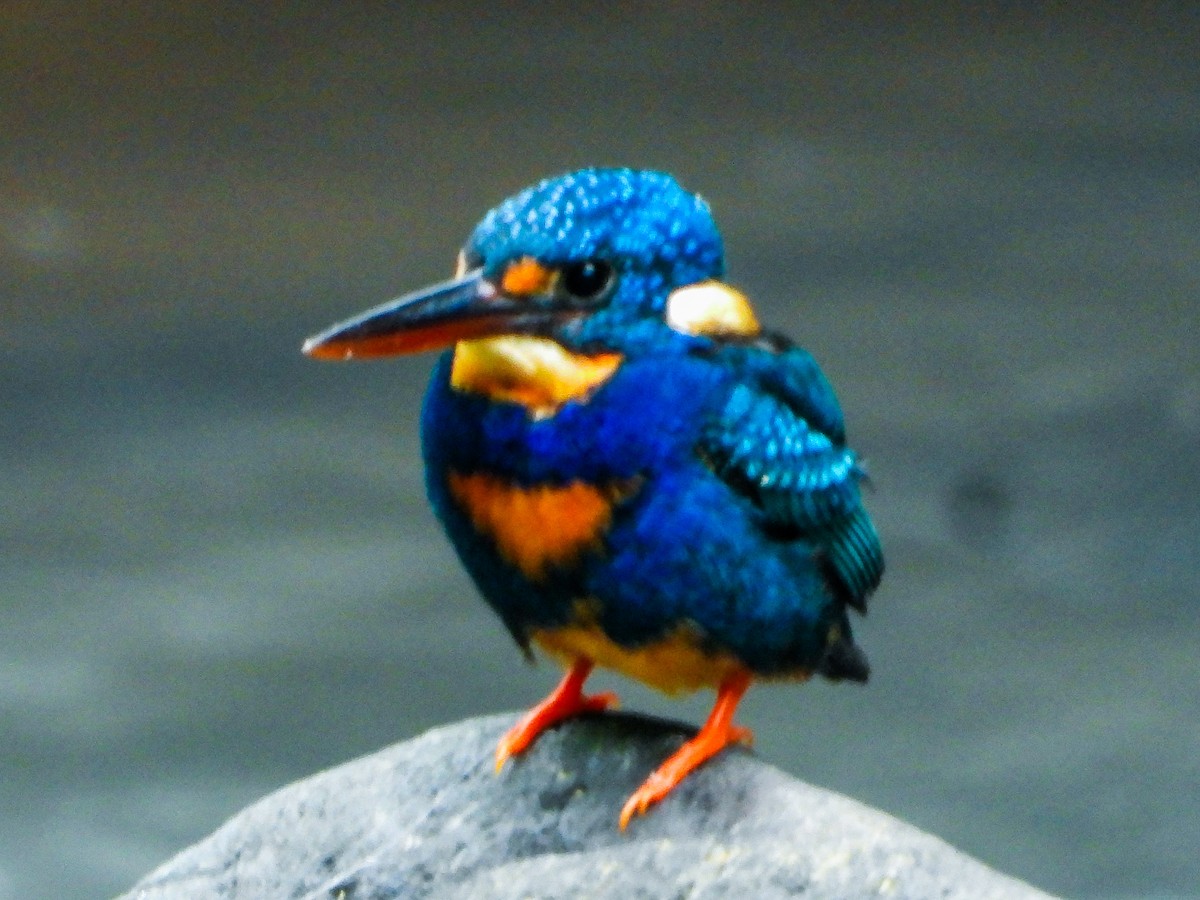 Indigo-banded Kingfisher - ML636280574