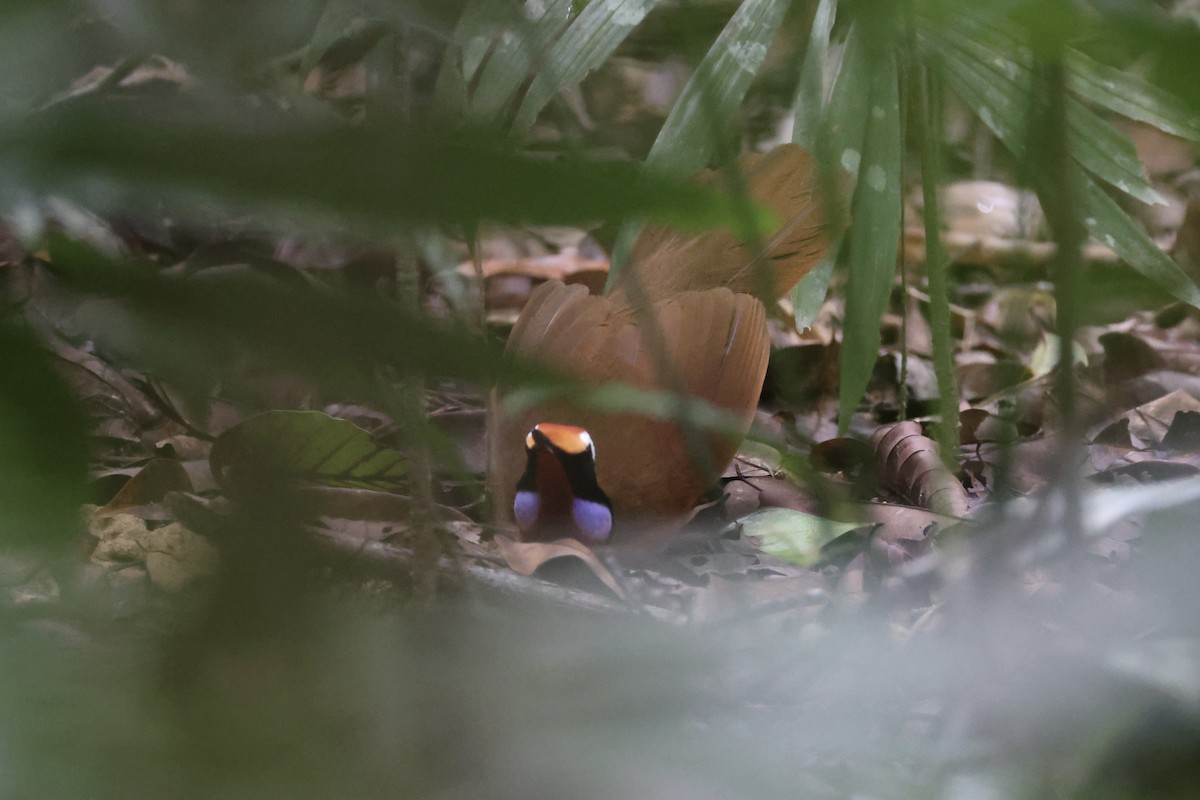 Malaysian Rail-babbler - ML636280582