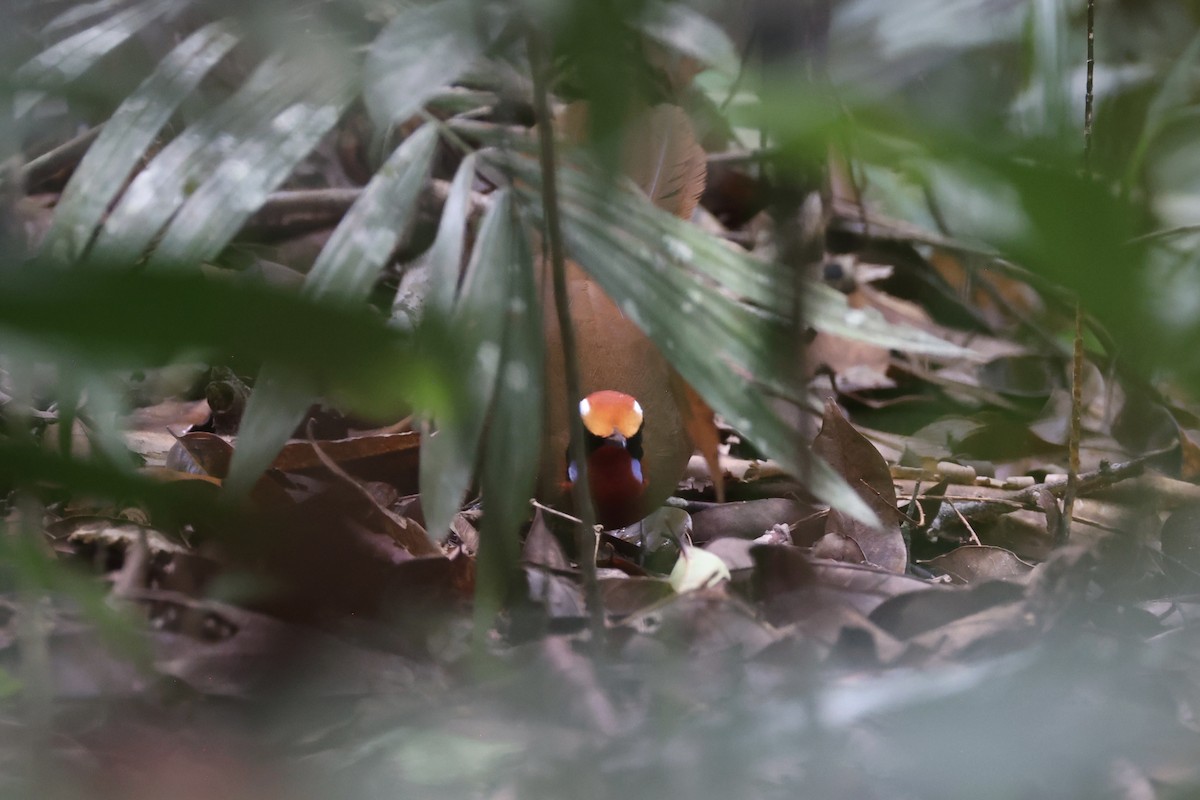 Malaysian Rail-babbler - ML636280583