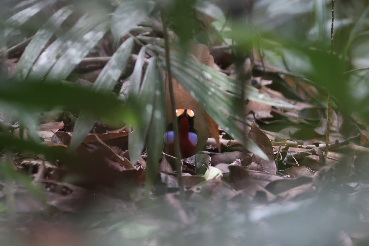 Malaysian Rail-babbler - ML636280584
