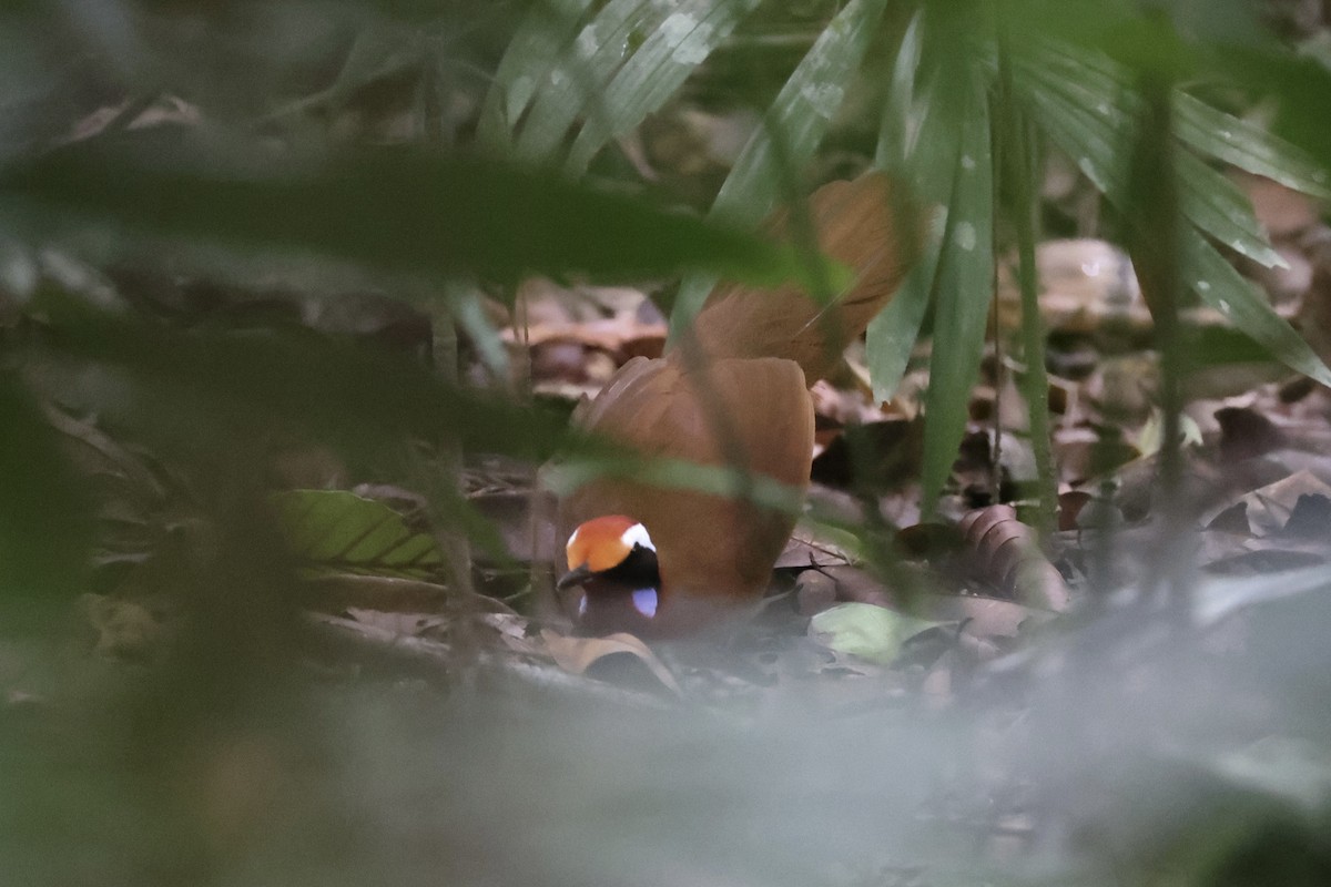 Malaysian Rail-babbler - ML636280586