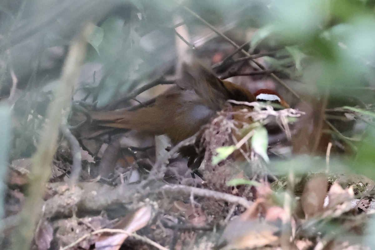 Malaysian Rail-babbler - ML636280587