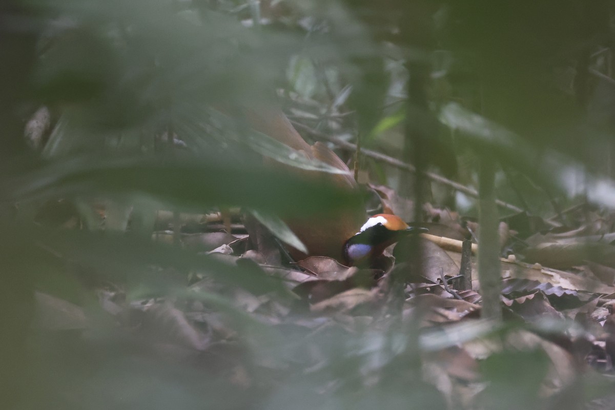 Malaysian Rail-babbler - ML636280588