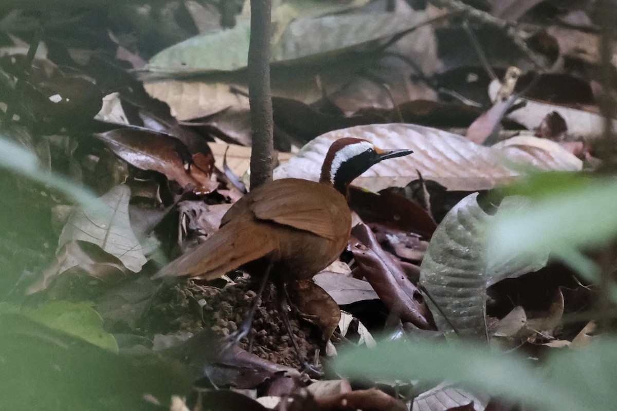 Malaysian Rail-babbler - ML636280589