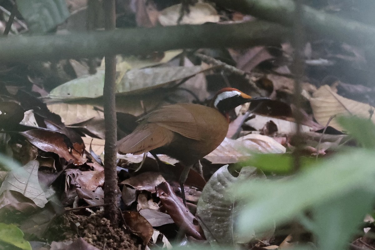 Malaysian Rail-babbler - ML636280590