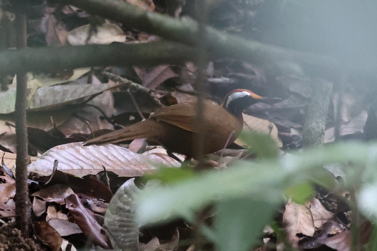 Malaysian Rail-babbler - ML636280591