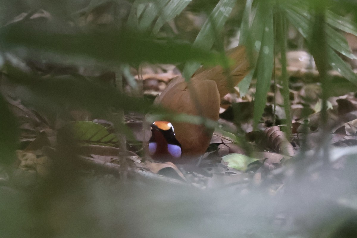 Malaysian Rail-babbler - ML636280592