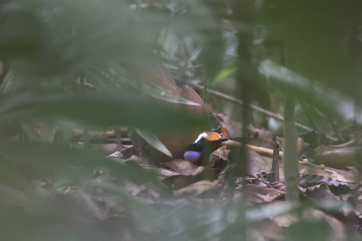 Malaysian Rail-babbler - ML636280593
