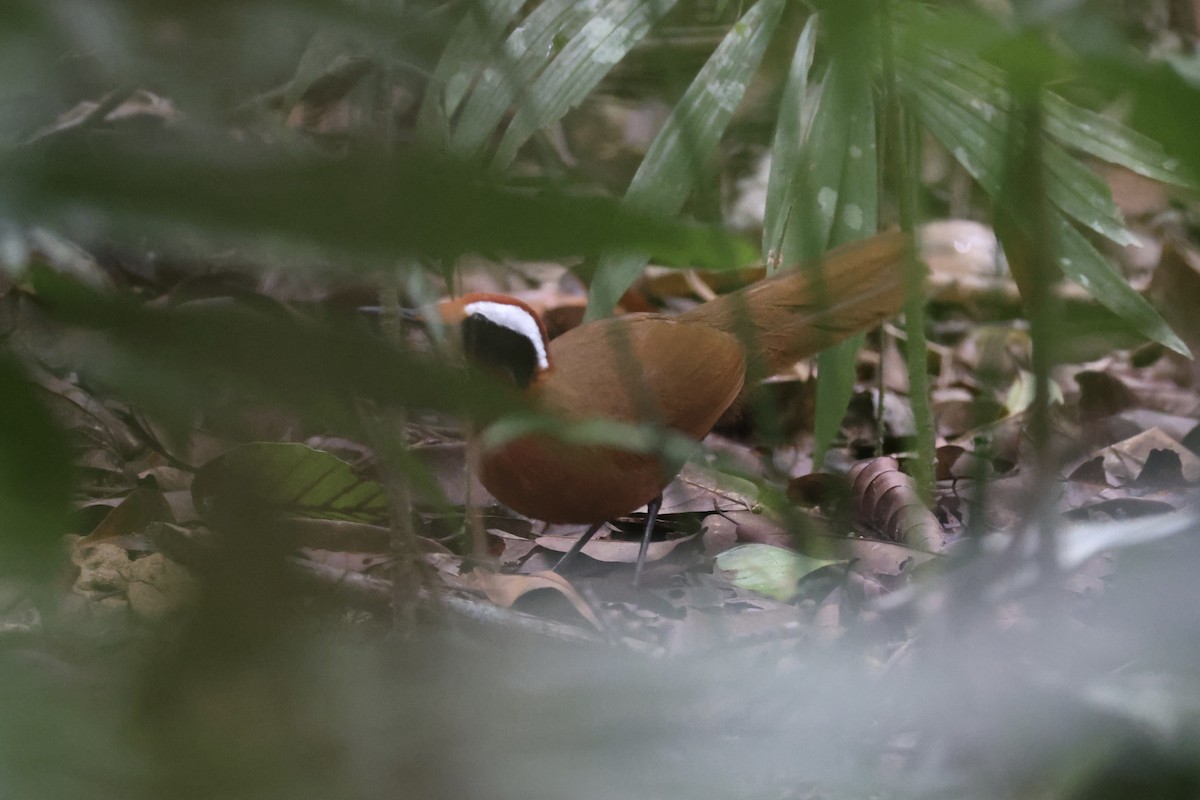 Malaysian Rail-babbler - ML636280594