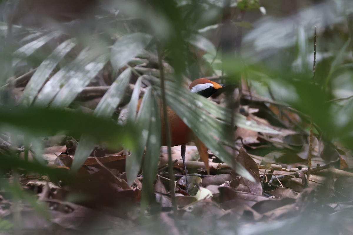 Malaysian Rail-babbler - ML636280595