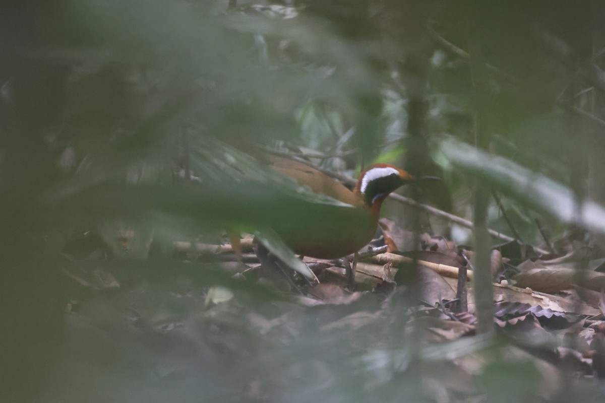 Malaysian Rail-babbler - ML636280596