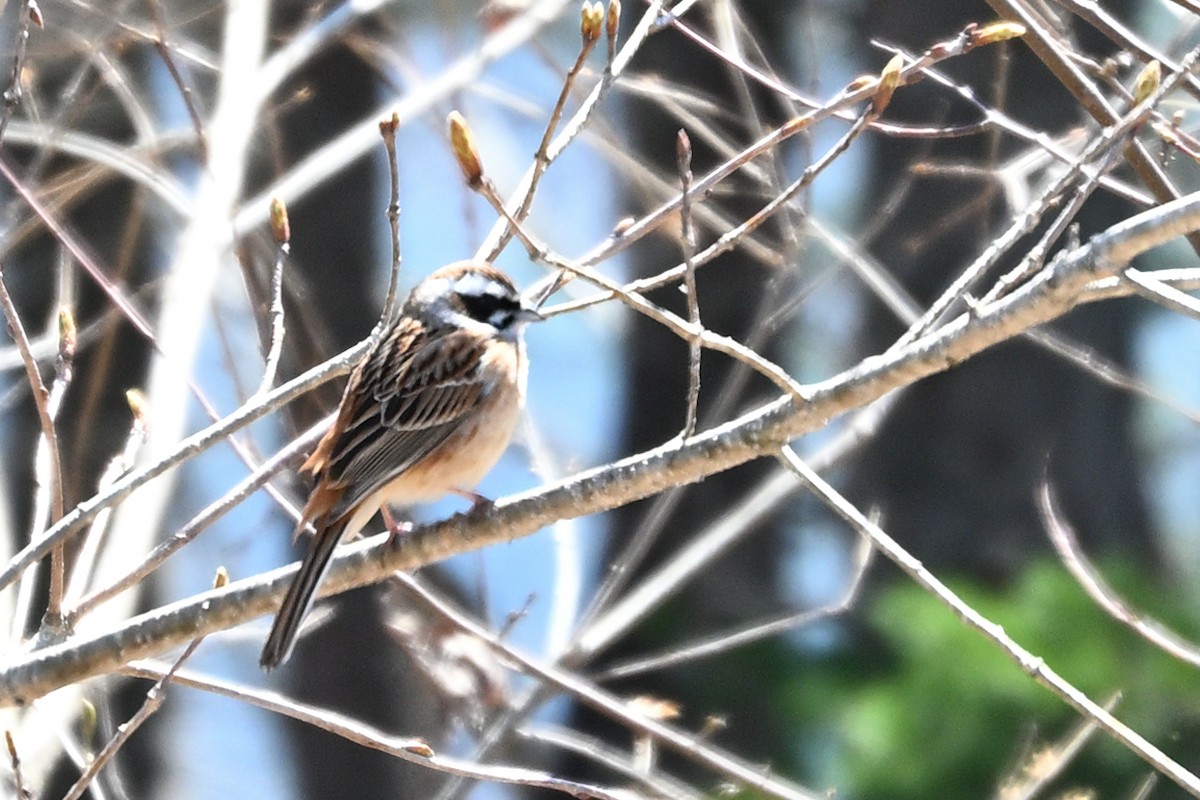 Meadow Bunting - ML636280656