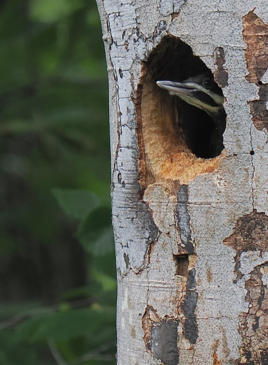 Pileated Woodpecker - ML636280739