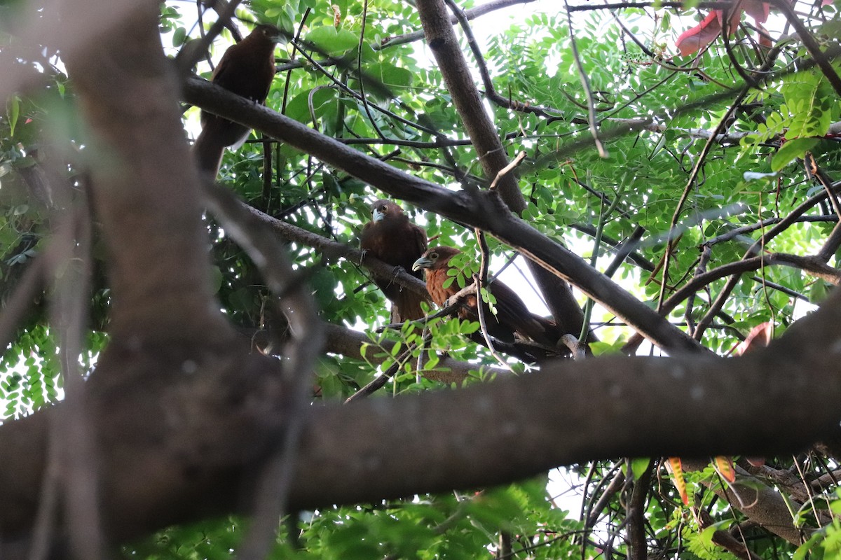 Rufous Coucal - ML636280813