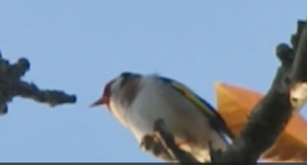 European Goldfinch - ML636280865