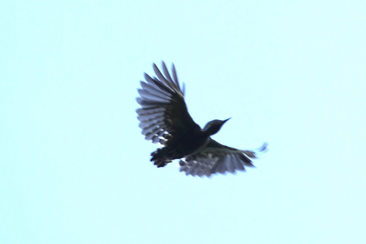 Gray-and-buff Woodpecker - ML636280971