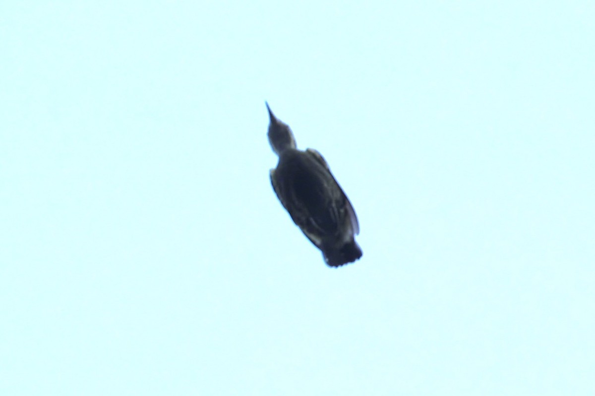 Gray-and-buff Woodpecker - ML636280972