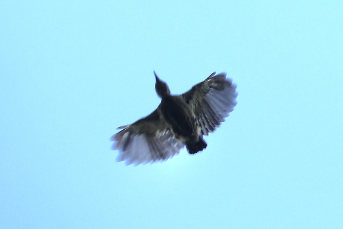 Gray-and-buff Woodpecker - ML636280973